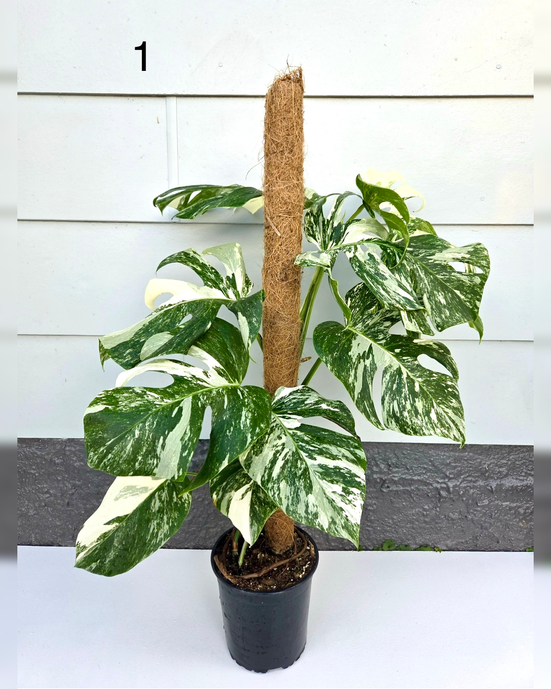Monstera Deliciosa Albo 17CM - Urban Lush NZ