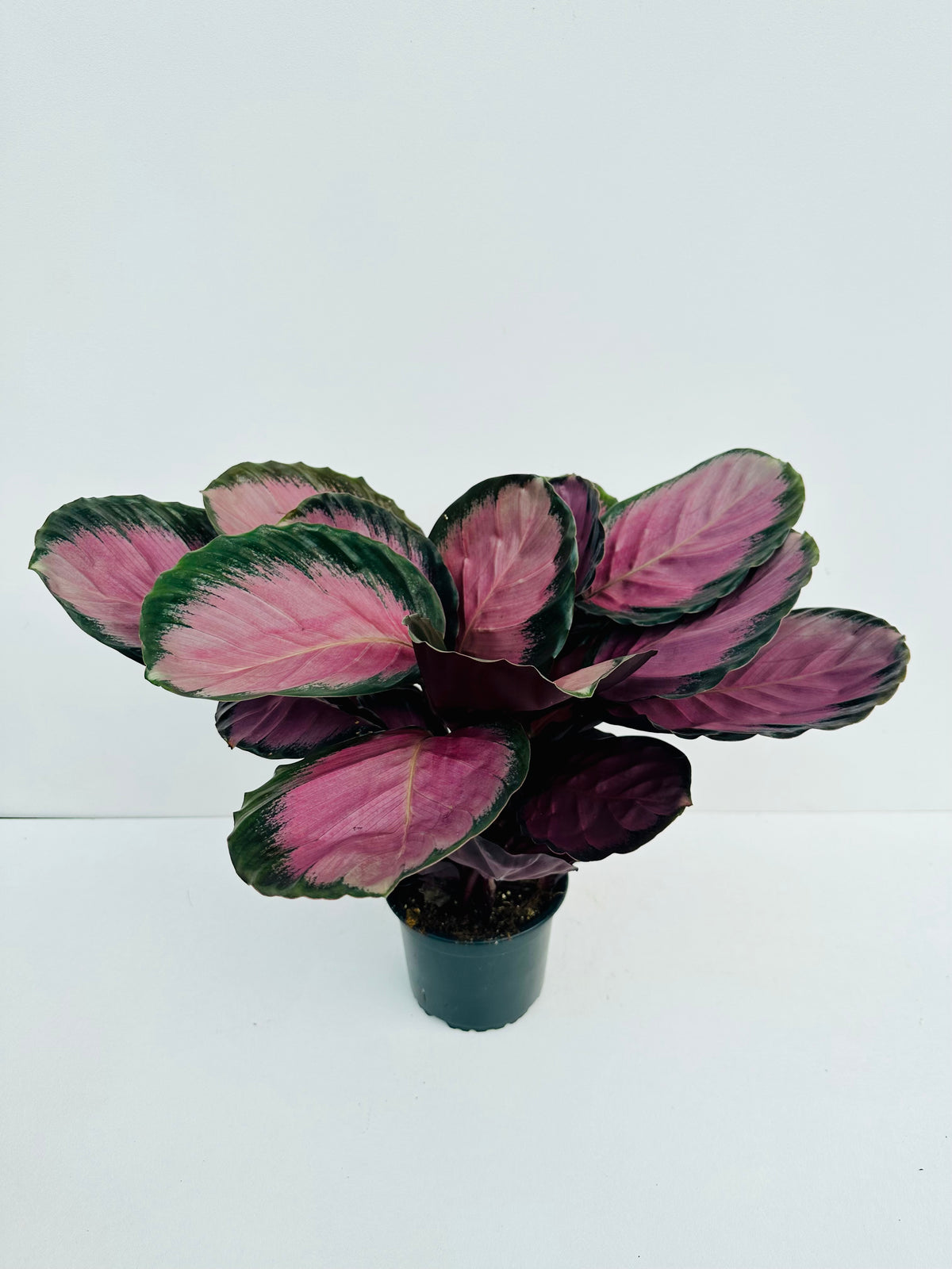 Calathea Rosey 14cm - Urban Lush NZ