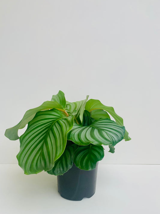Calathea Orbifolia 14cm - Urban Lush NZ