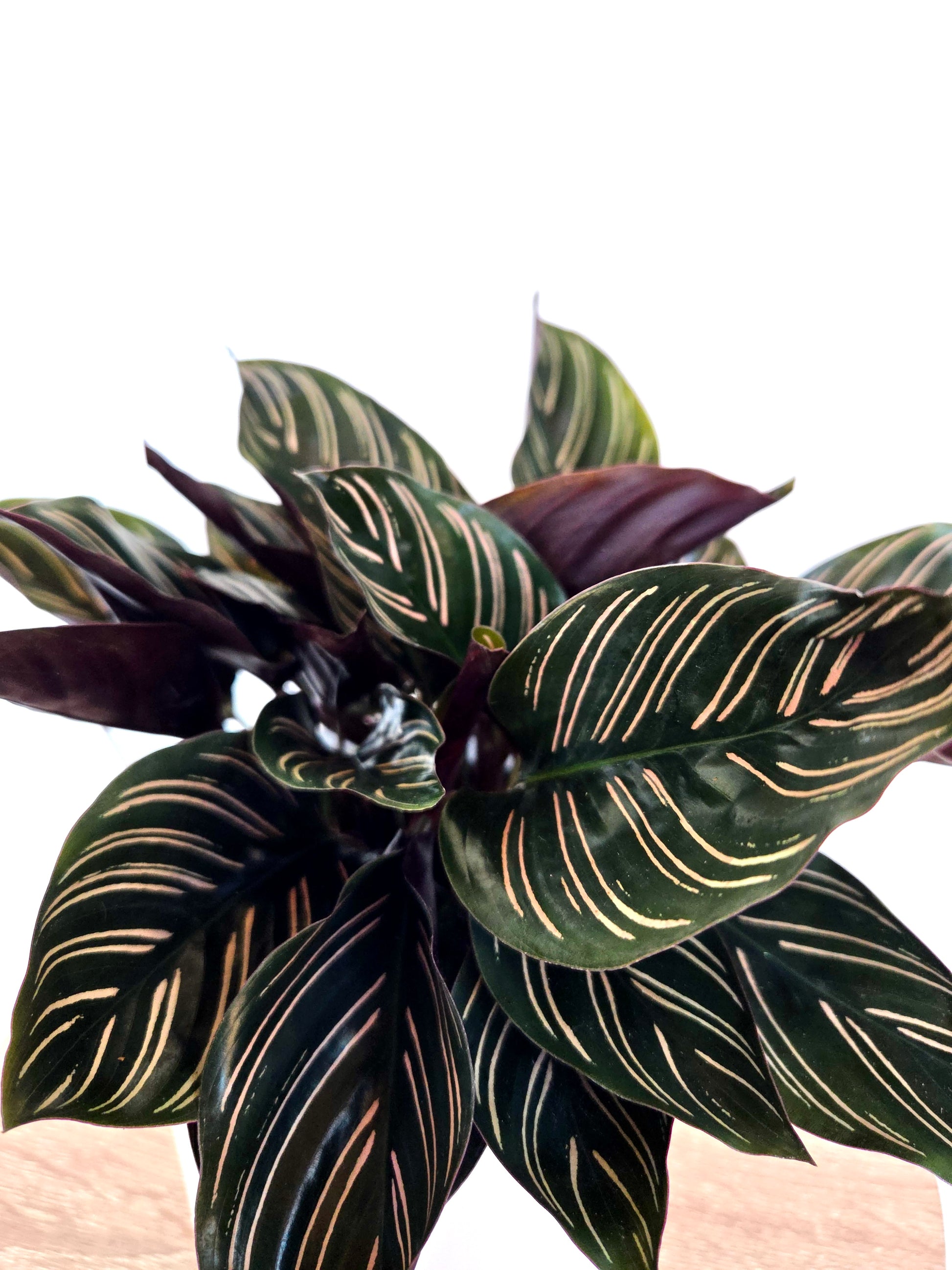 Calathea Ornata 12CM - Urban Lush NZ