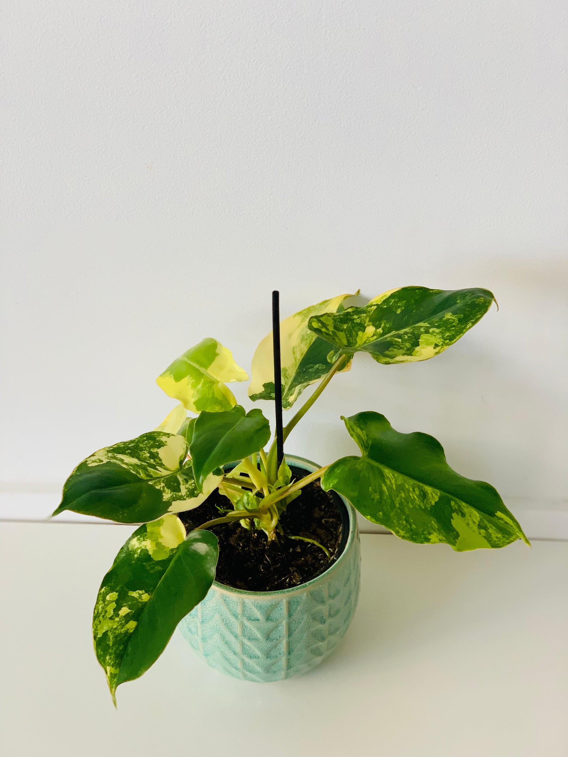 Philodendron Burl Marx 12cm - Urban Lush NZ