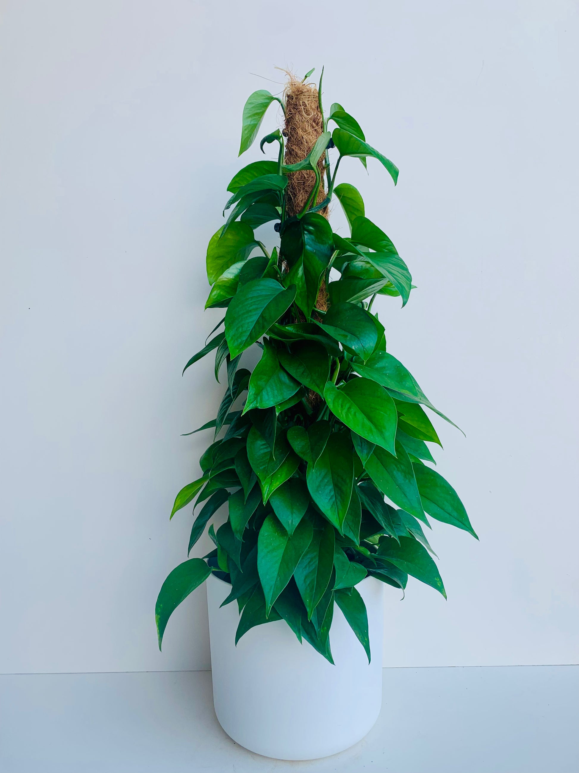 Epipremnum Aureum Green 18cm - Urban Lush NZ