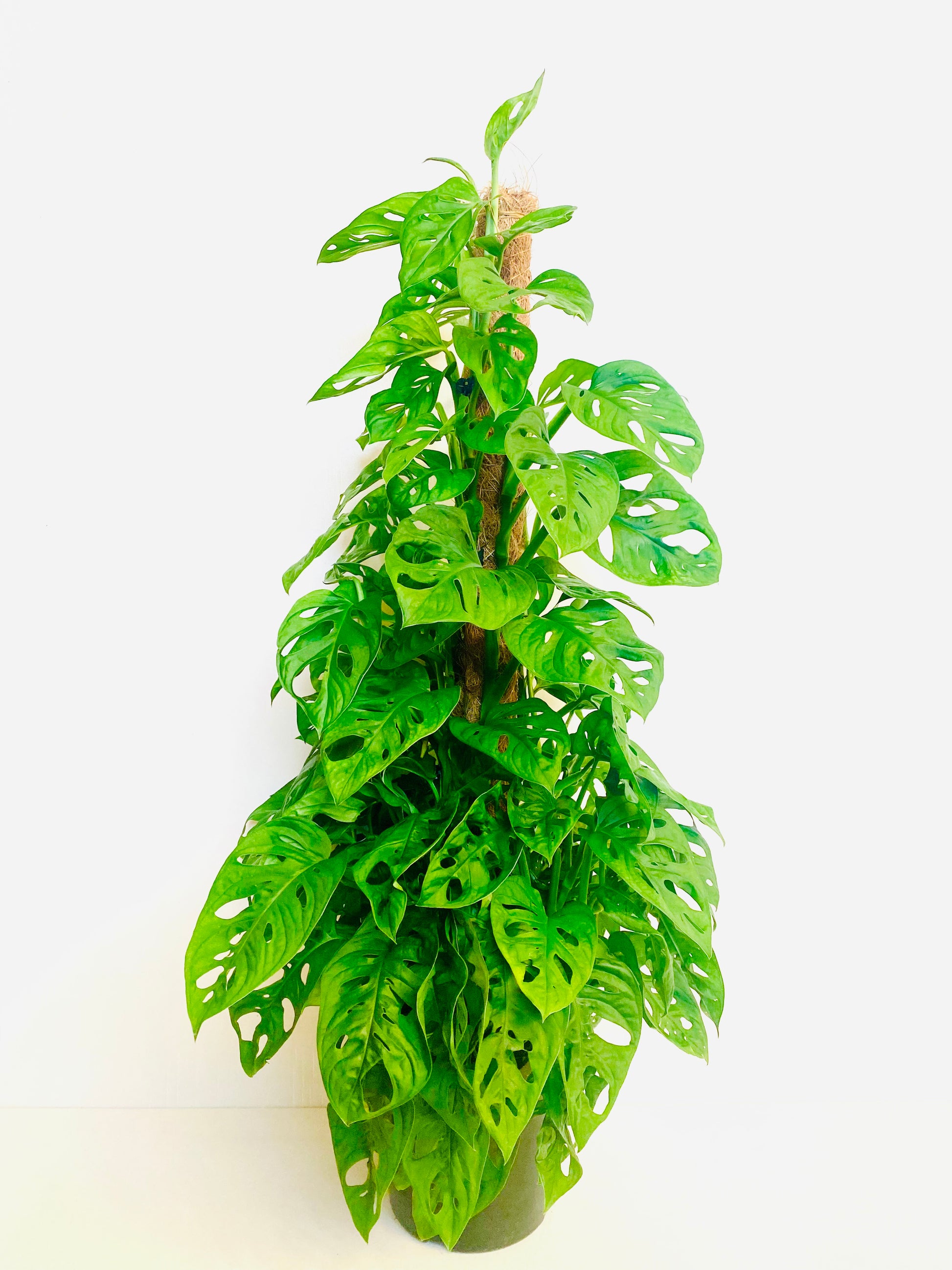 Monstera Monkey Mask on Pole 18CM - Urban Lush NZ