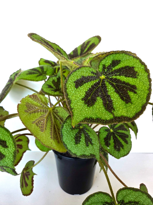 Begonia Mountain 17CM - Urban Lush NZ