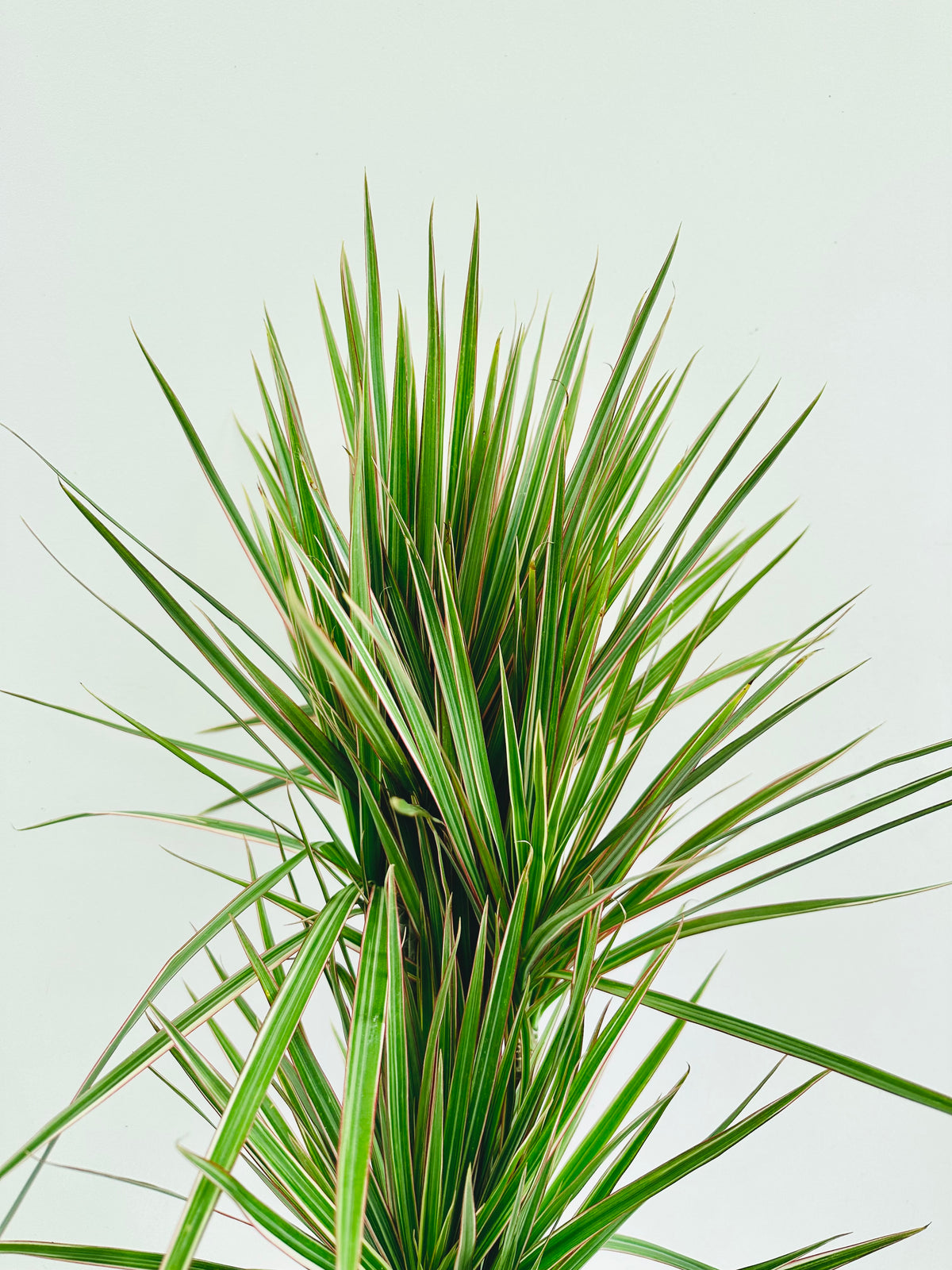 Dracaena Marginata Bicolour Tripple Planted 4.5L - Urban Lush NZ