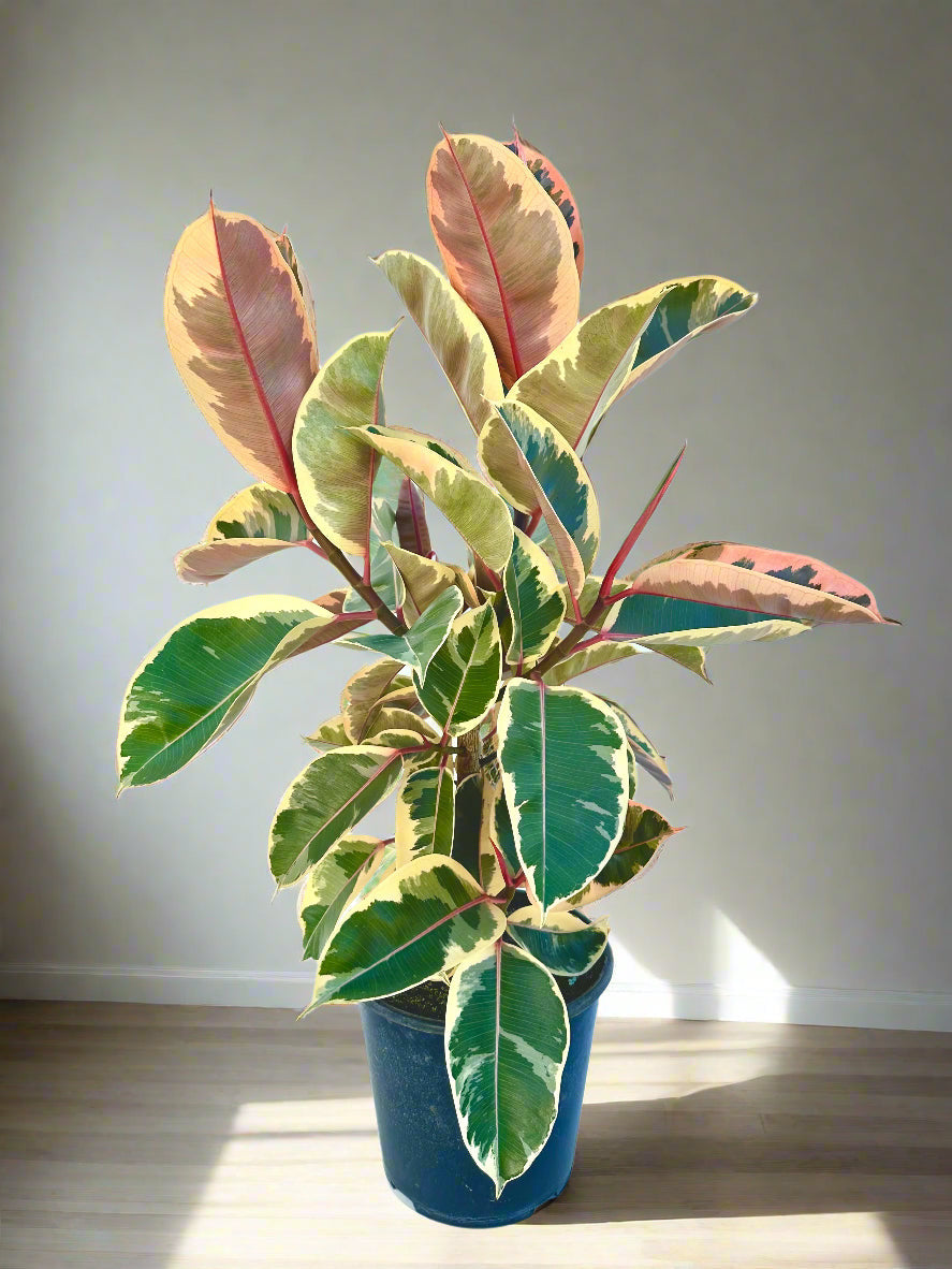 Ficus Tineke Multi Branched 6L