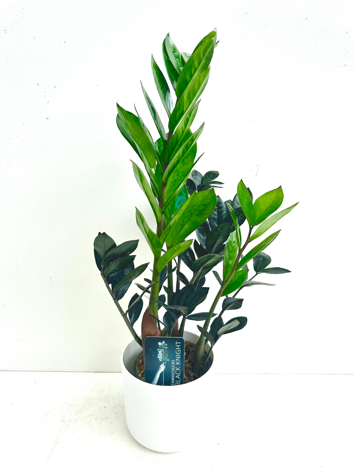 ZZ Plant - Zamioculcas Zamiifolia Black Knight 12CM