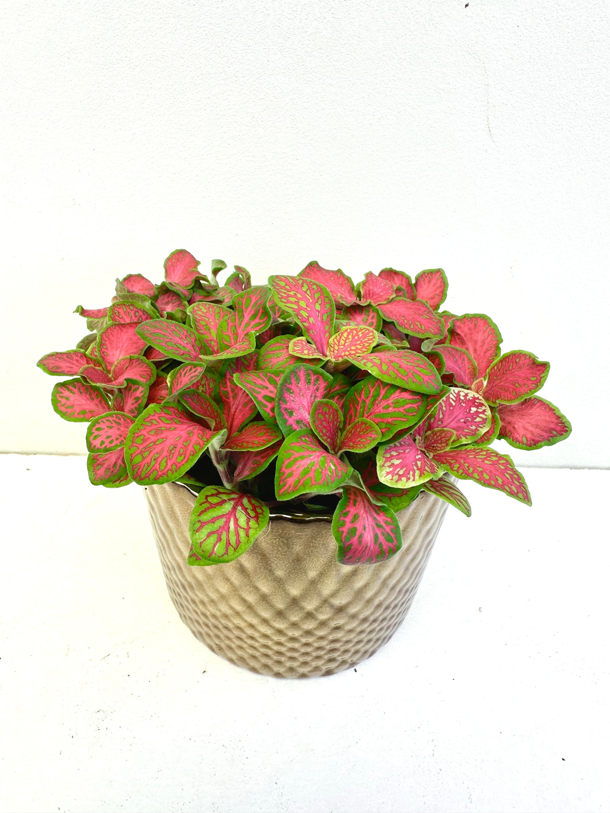 Fittonia Assorted in Ceramics 9CM - Urban Lush NZ