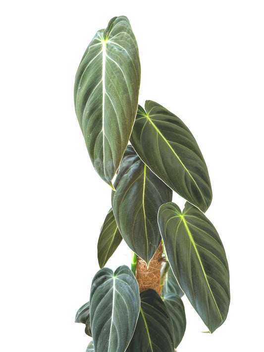 Philodendron Melanochrysum 17CM - Urban Lush NZ