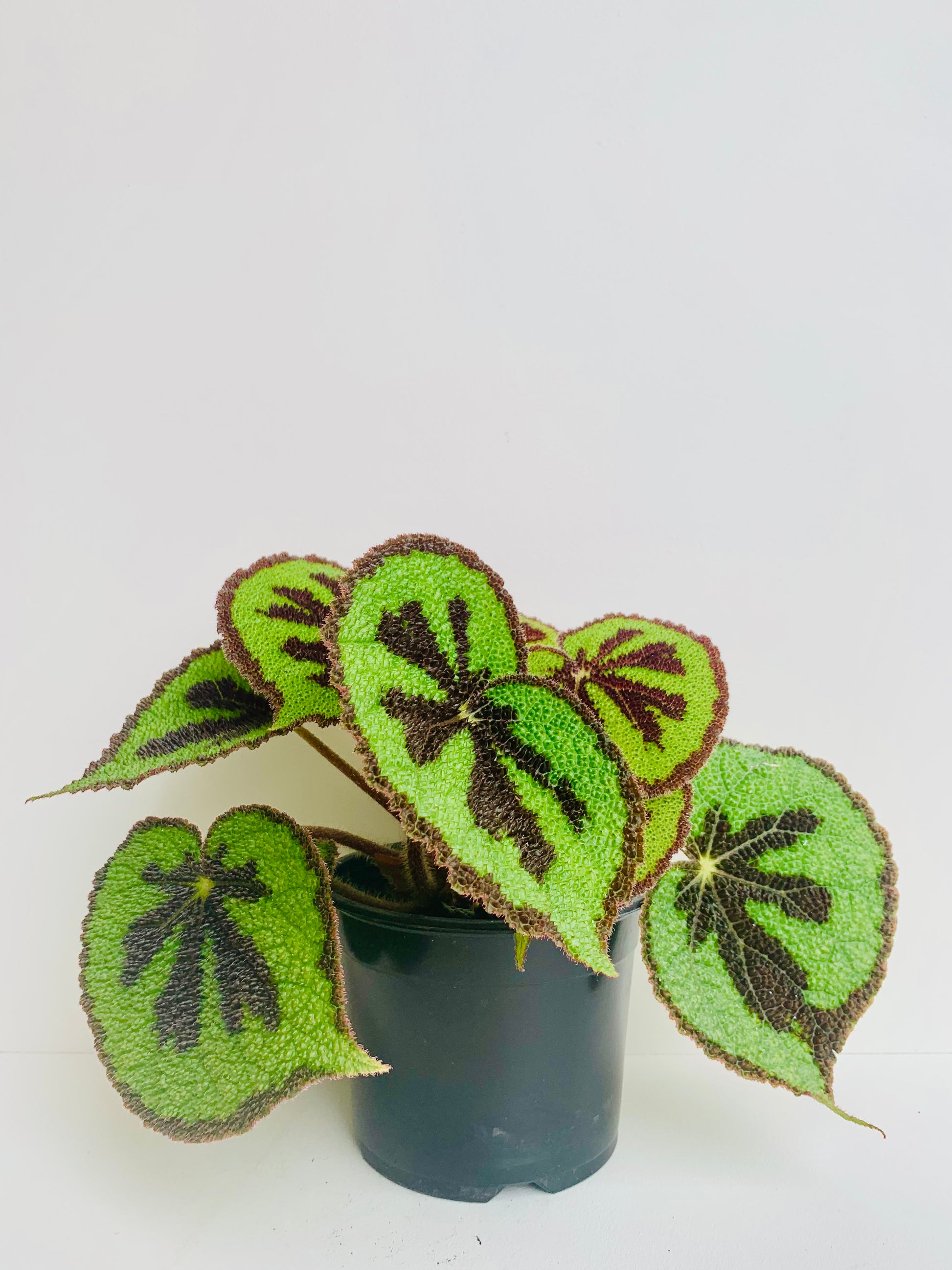 Begonia Mosoniana Mountain 14cm - Urban Lush NZ