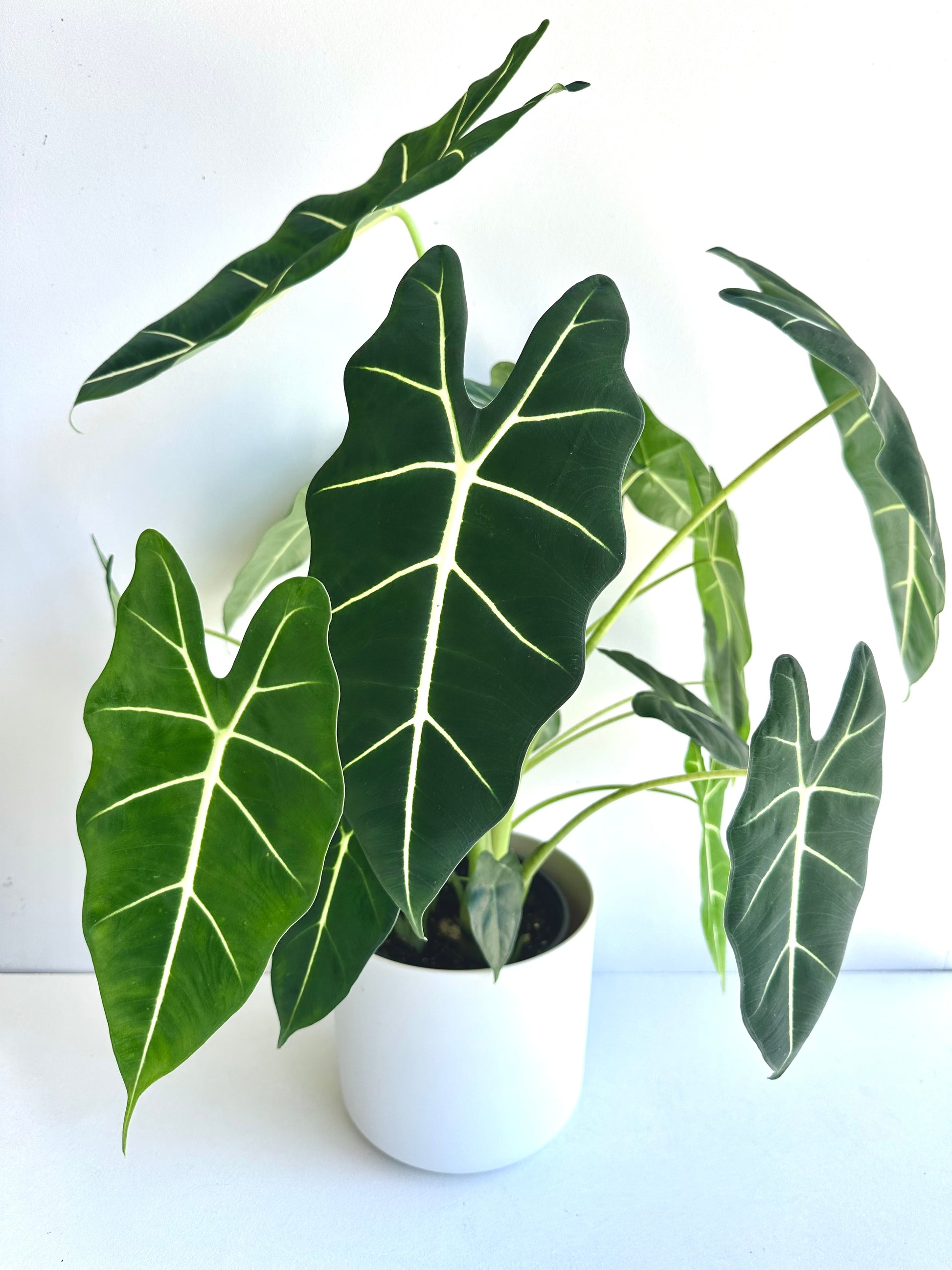 Alocasia Frydek 17cm - Urban Lush NZ