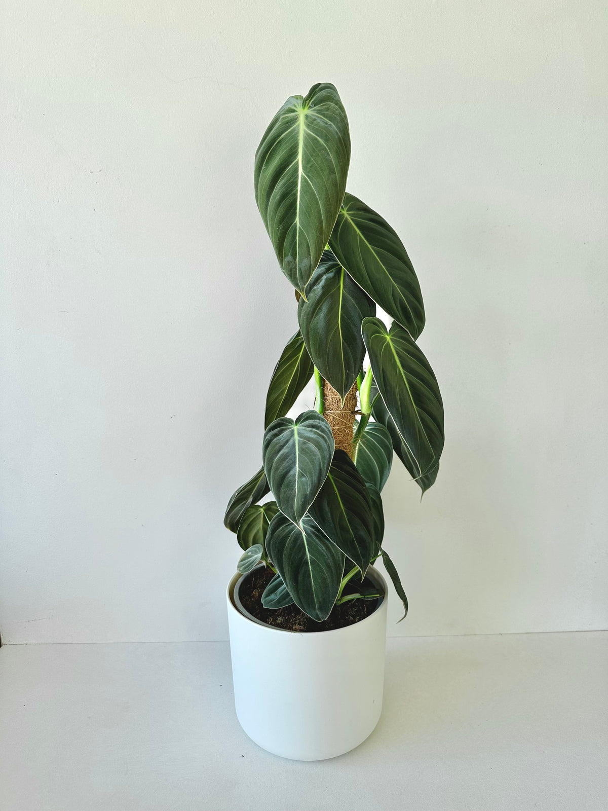 Philodendron Melanochrysum 17CM - Urban Lush NZ