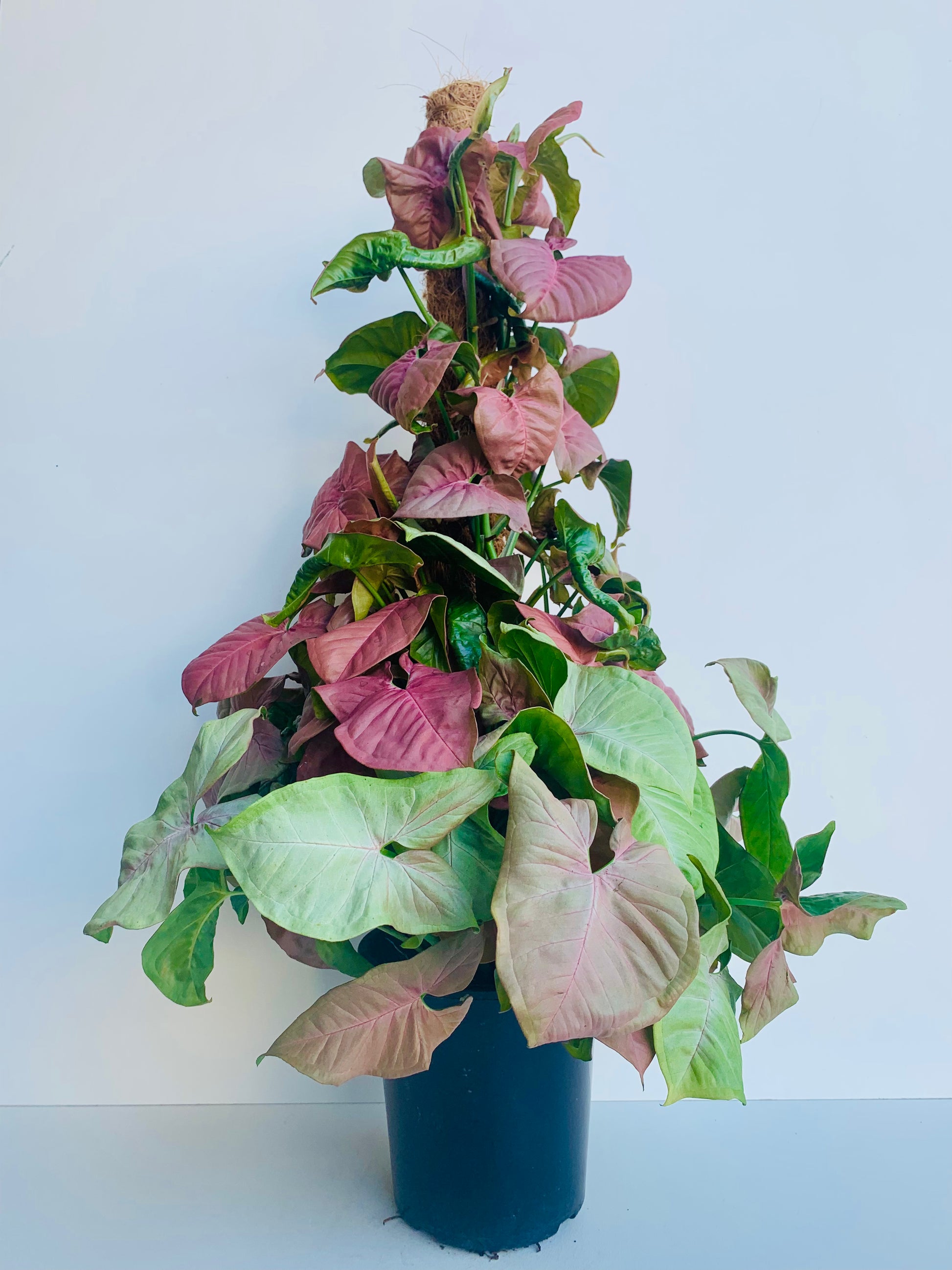 Syngonium Red Heart 18cm - Urban Lush NZ