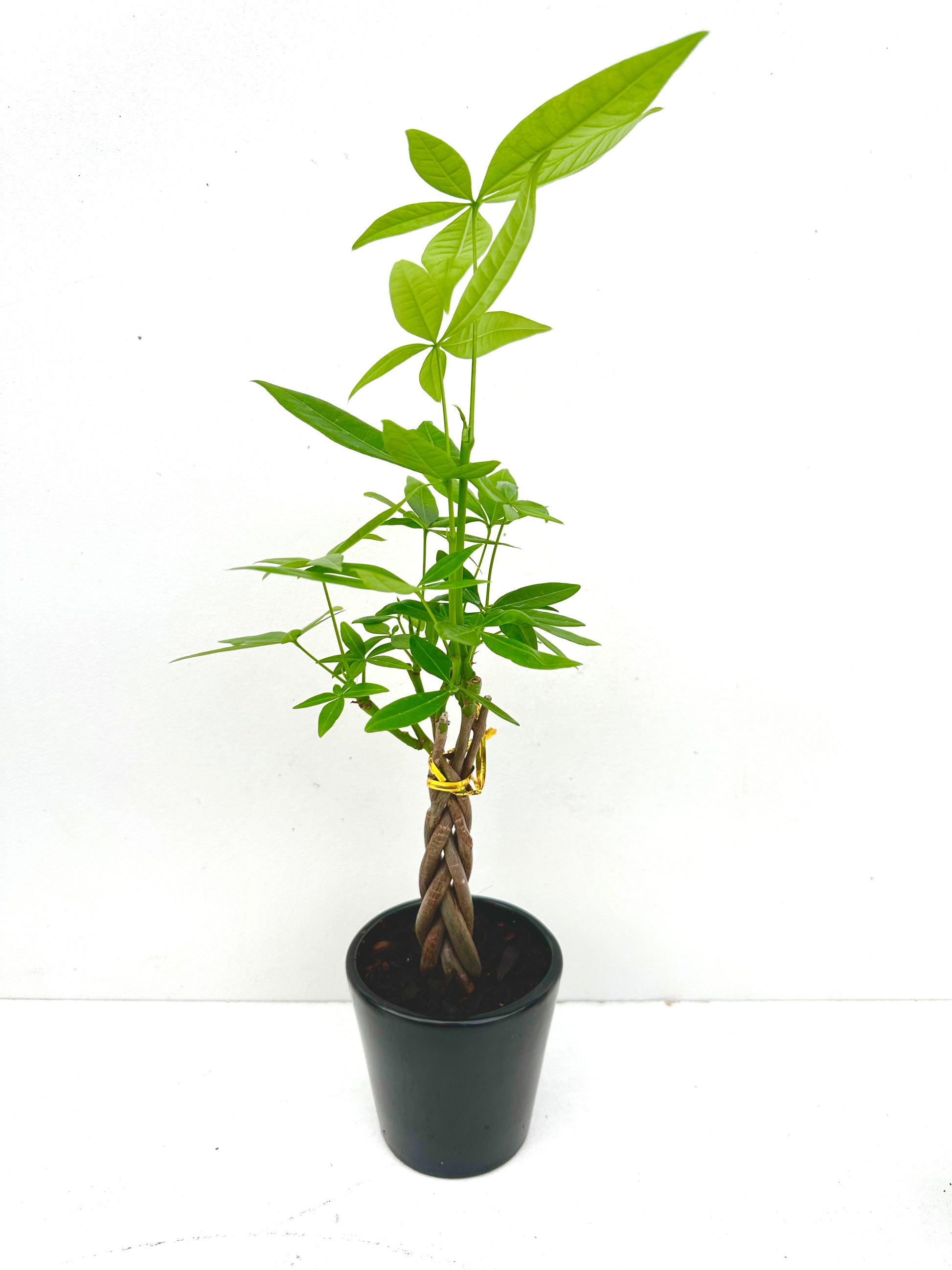 Mini Braided Pachira - Money Tree - Urban Lush NZ