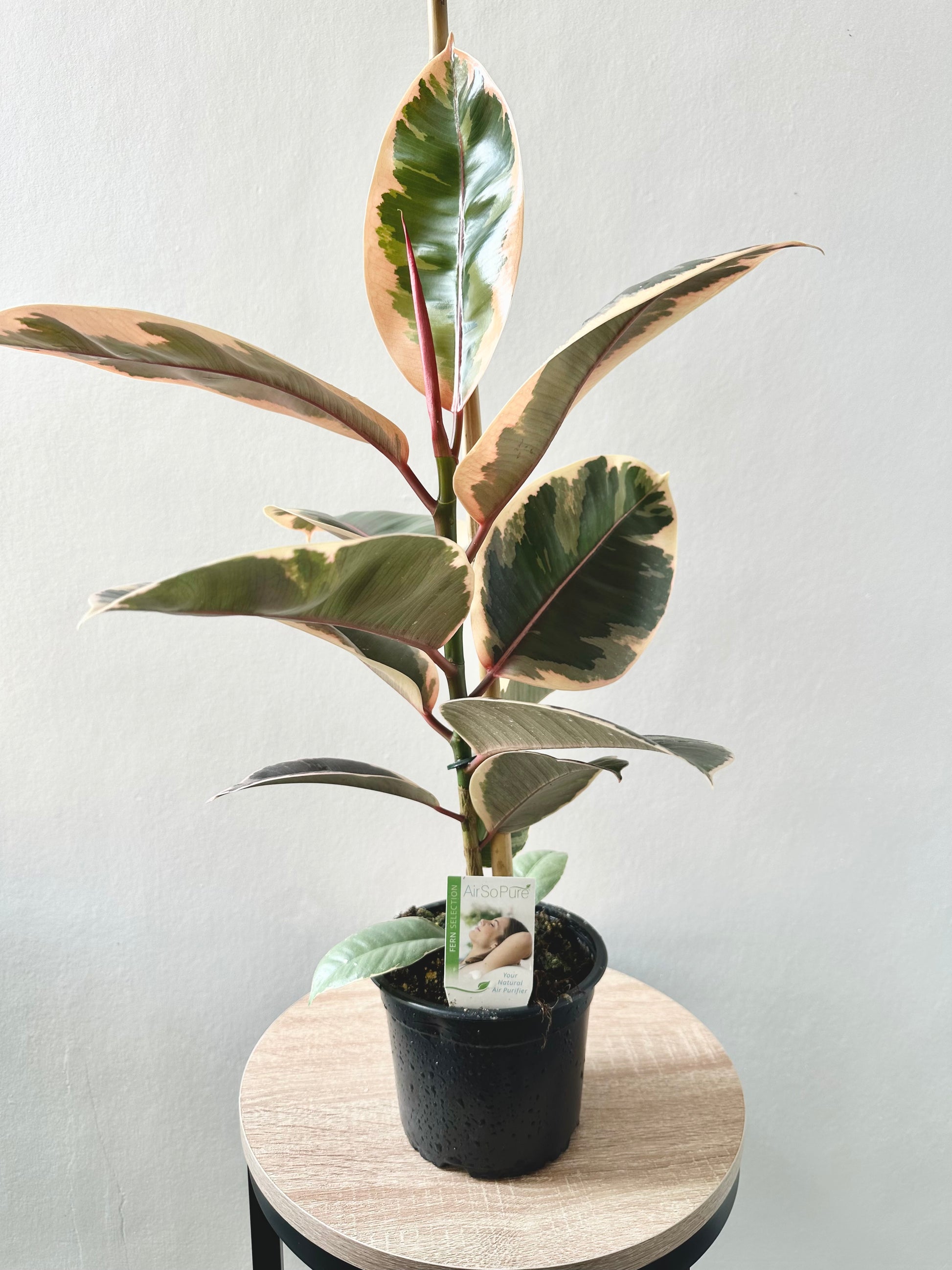 Ficus Ruby 14cm - Urban Lush NZ