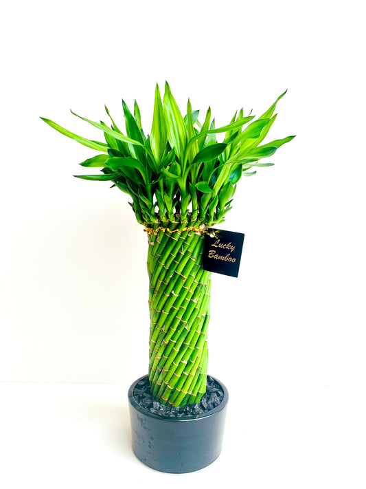 Lucky Bamboo Spiral Cage Large - Urban Lush NZ