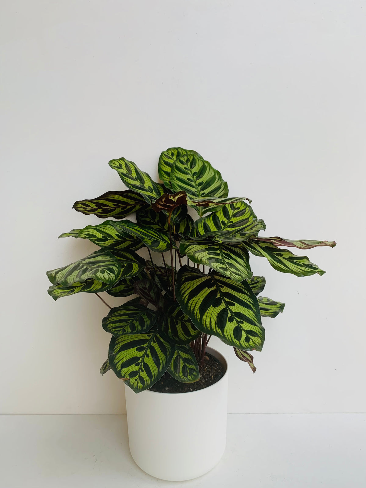 Calathea Makoyana 17cm - Urban Lush NZ