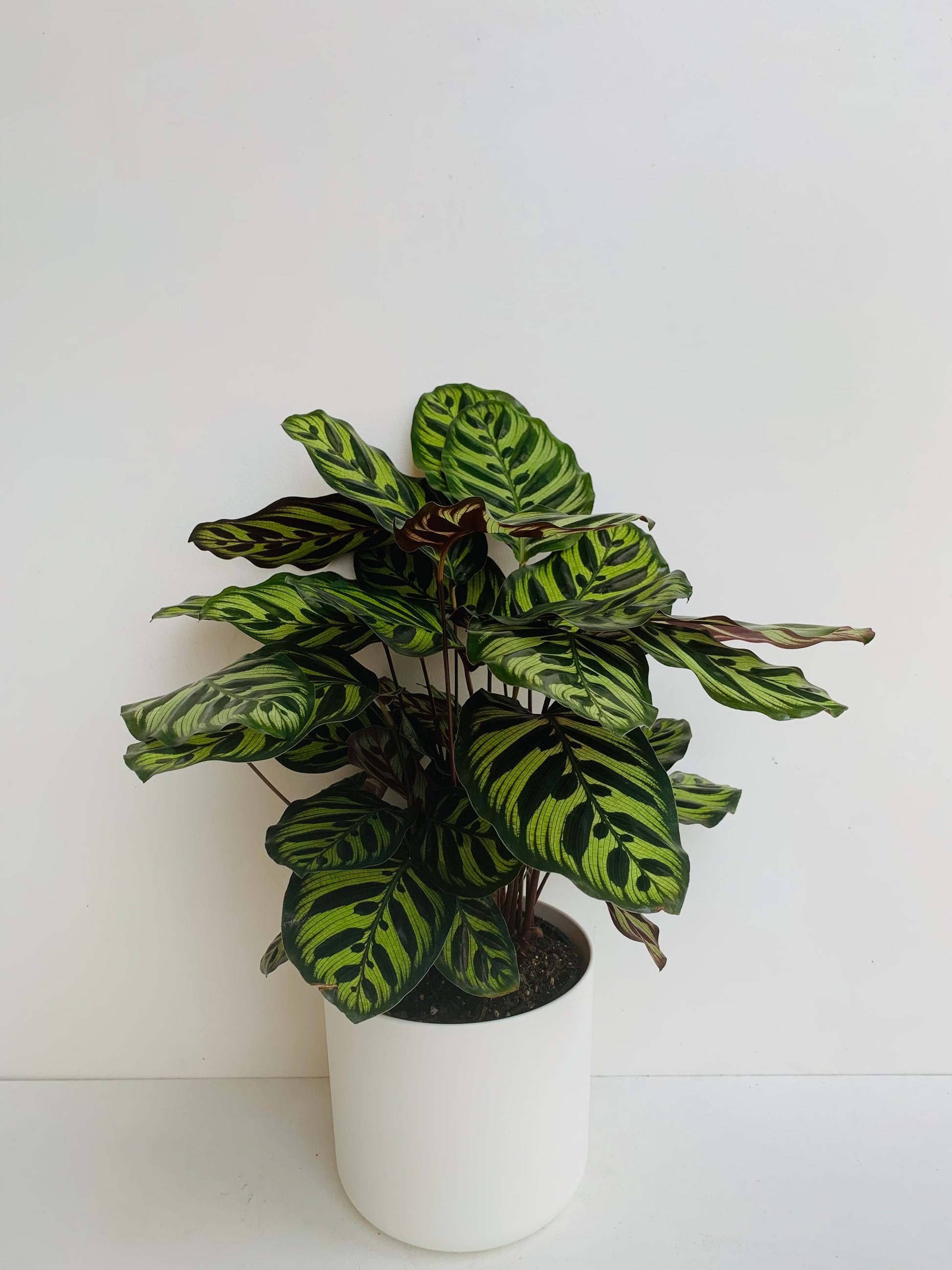 Calathea Makoyana 17cm - Urban Lush NZ