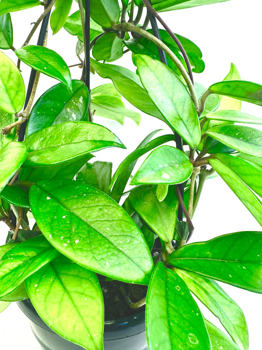Hoya Carnosa in Basket - Urban Lush NZ