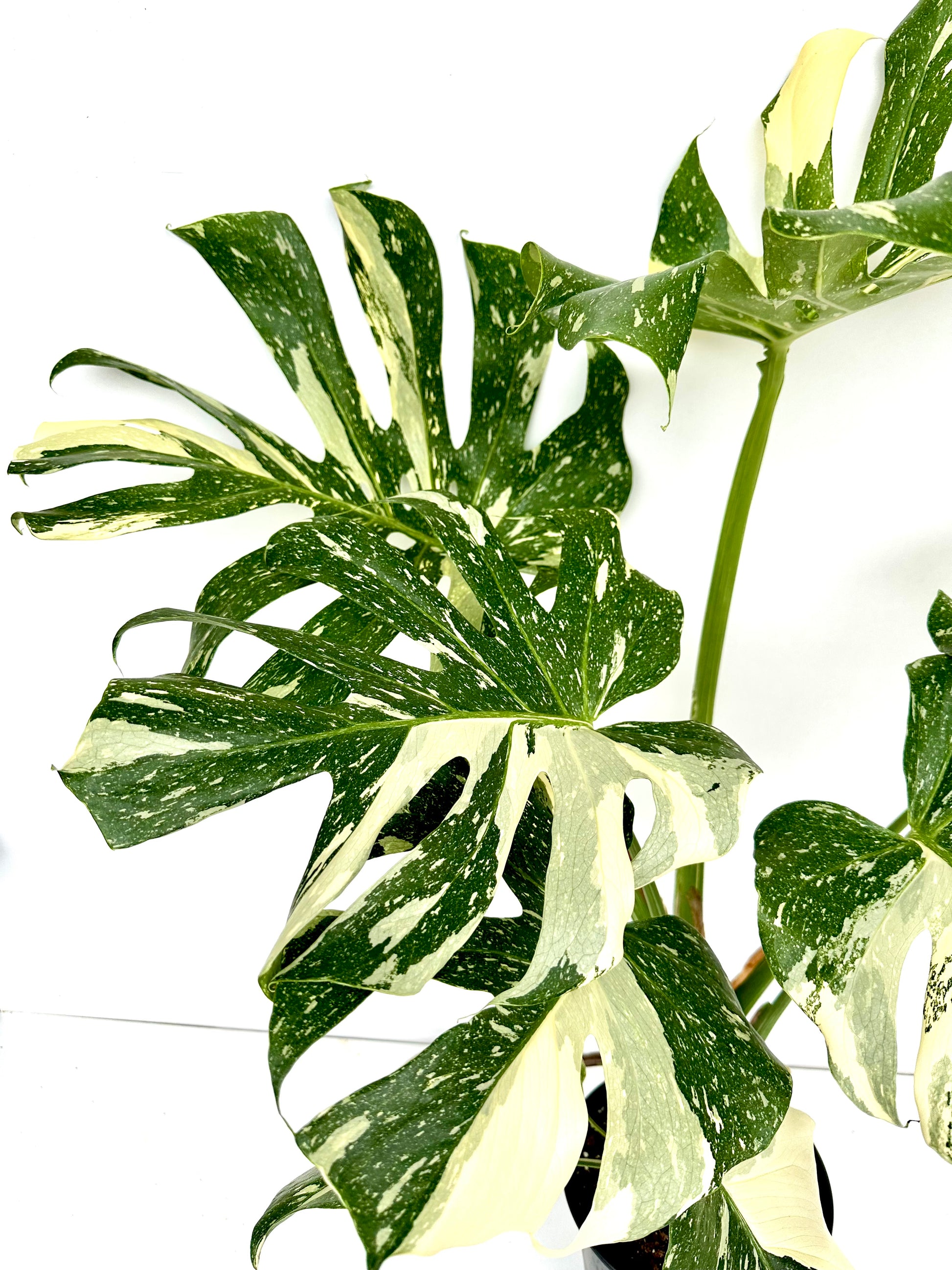Thai Monstera Deliciosa 17CM - Urban Lush NZ
