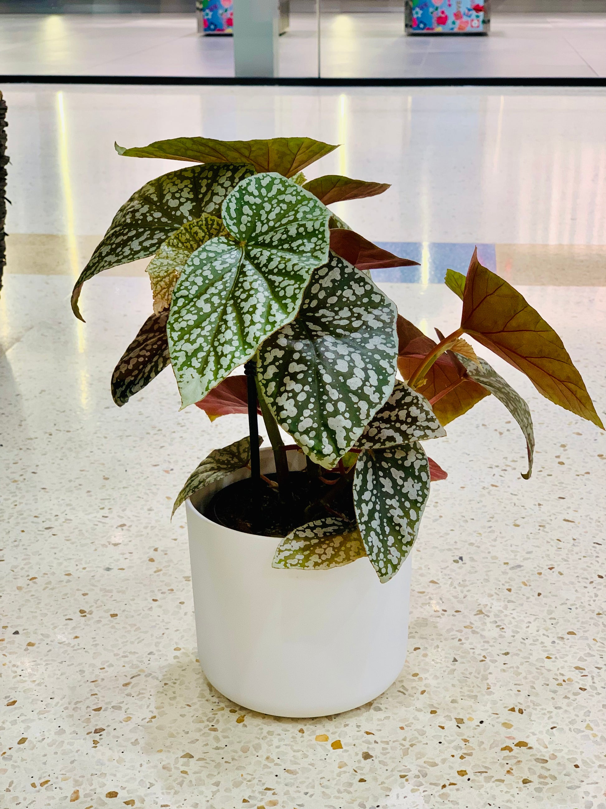 Begonia ‘Snow Capped’ 12cm - Urban Lush NZ