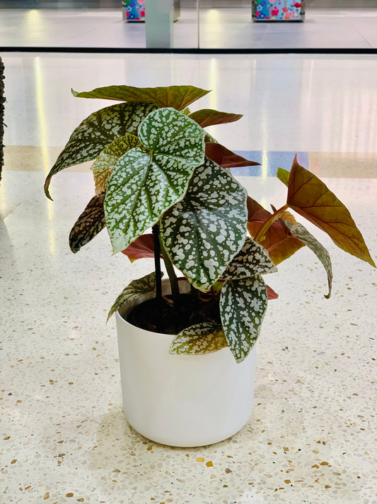 Begonia ‘Snow Capped’ 12cm - Urban Lush NZ
