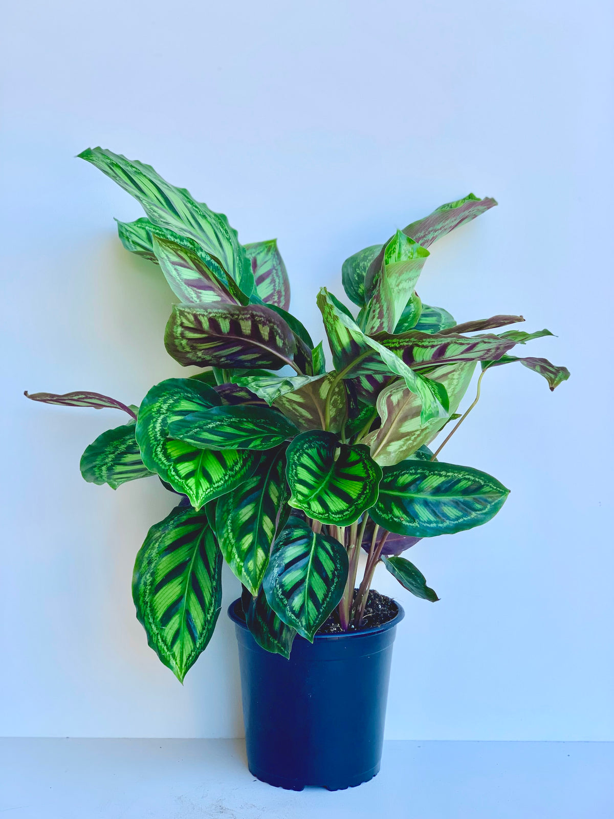 Calathea Flamestar 17cm - Urban Lush NZ