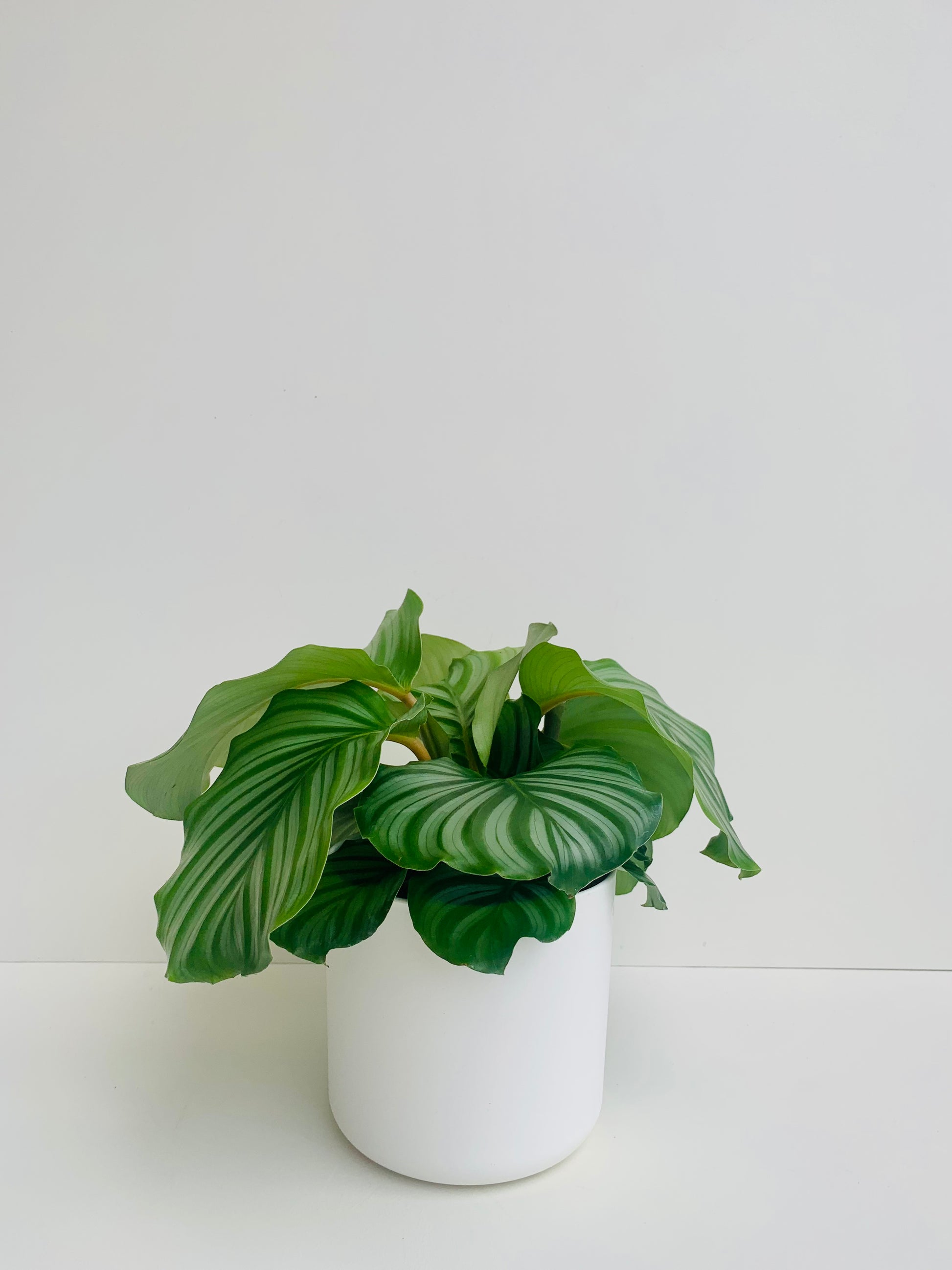 Calathea Orbifolia 14cm - Urban Lush NZ