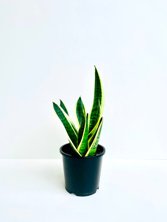 Sansevieria Futura Variegated (Snake Plant) 14CM - Urban Lush NZ