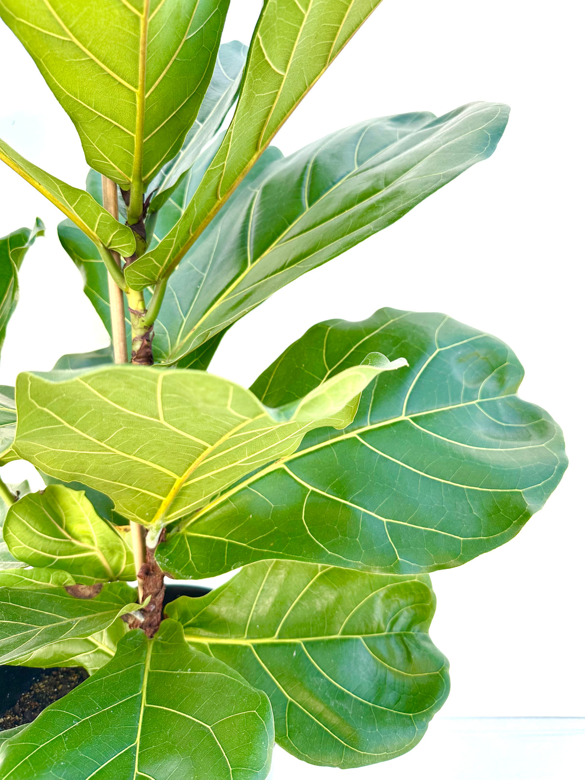 Ficus Lyrata (Fiddle Leaf Fig) 25CM