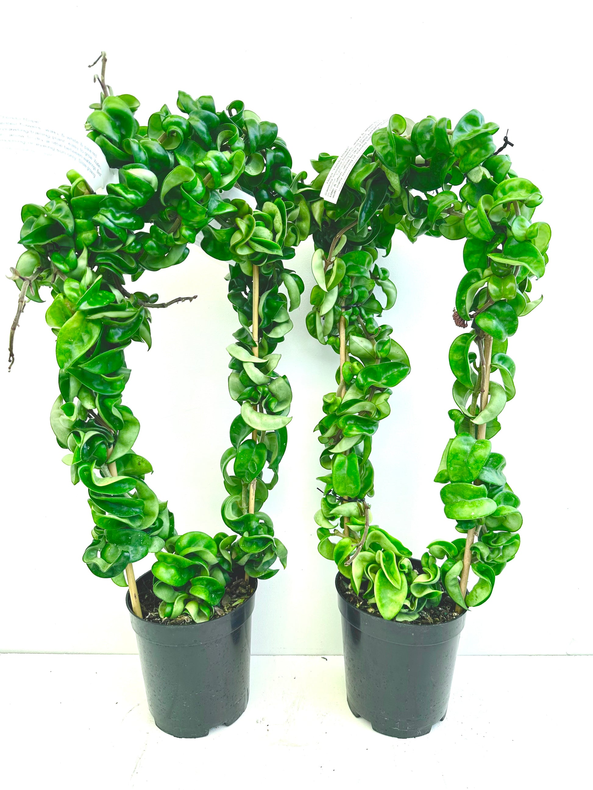 Hoya Hindu Rope in Hoop - Urban Lush NZ