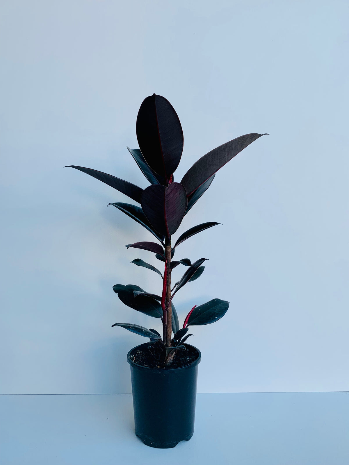 Ficus Black Knight 1.5L