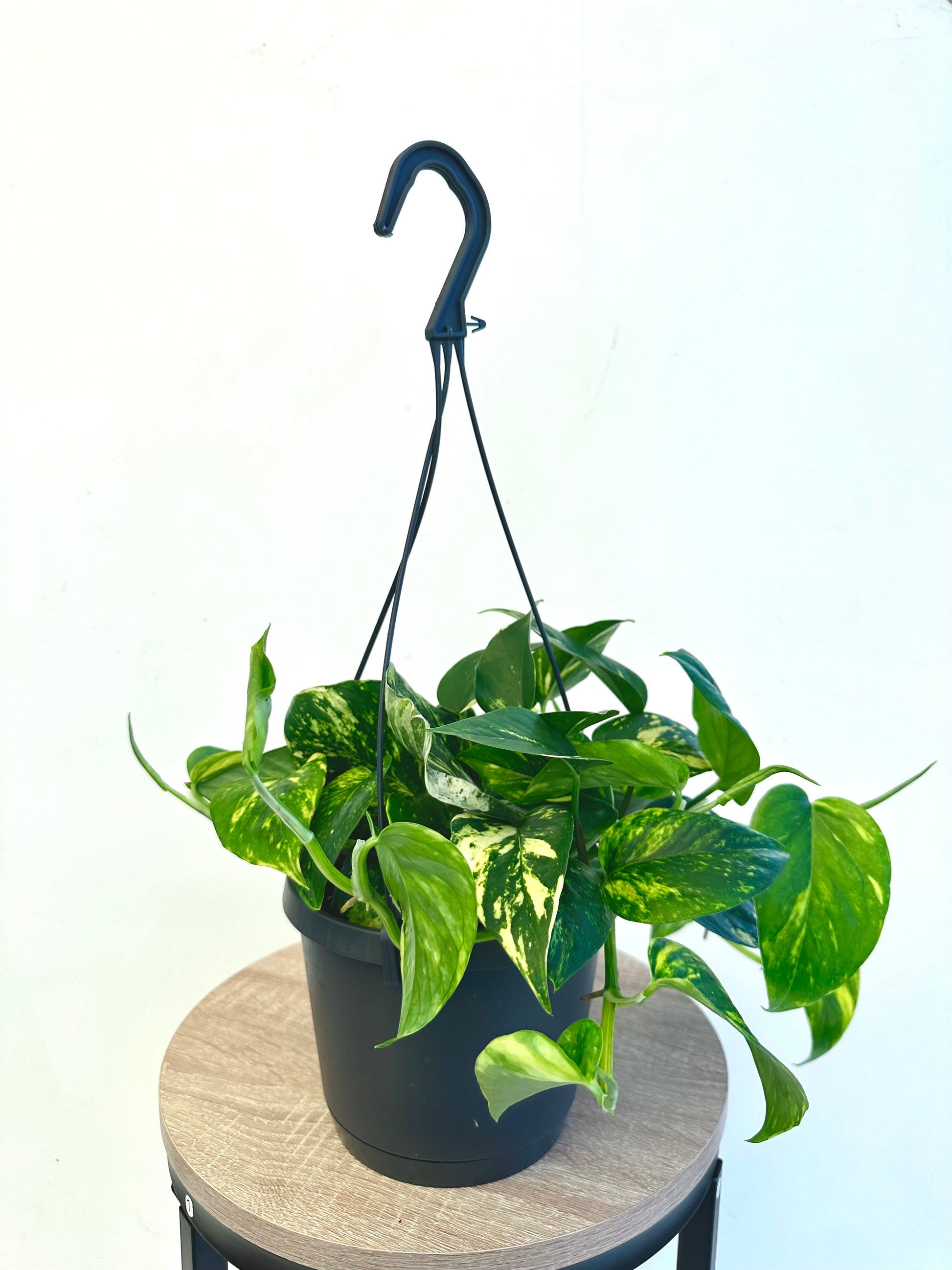 golden pothos nz Devils Ivy | Epipremnum Aureum Golden Pothos 17CM