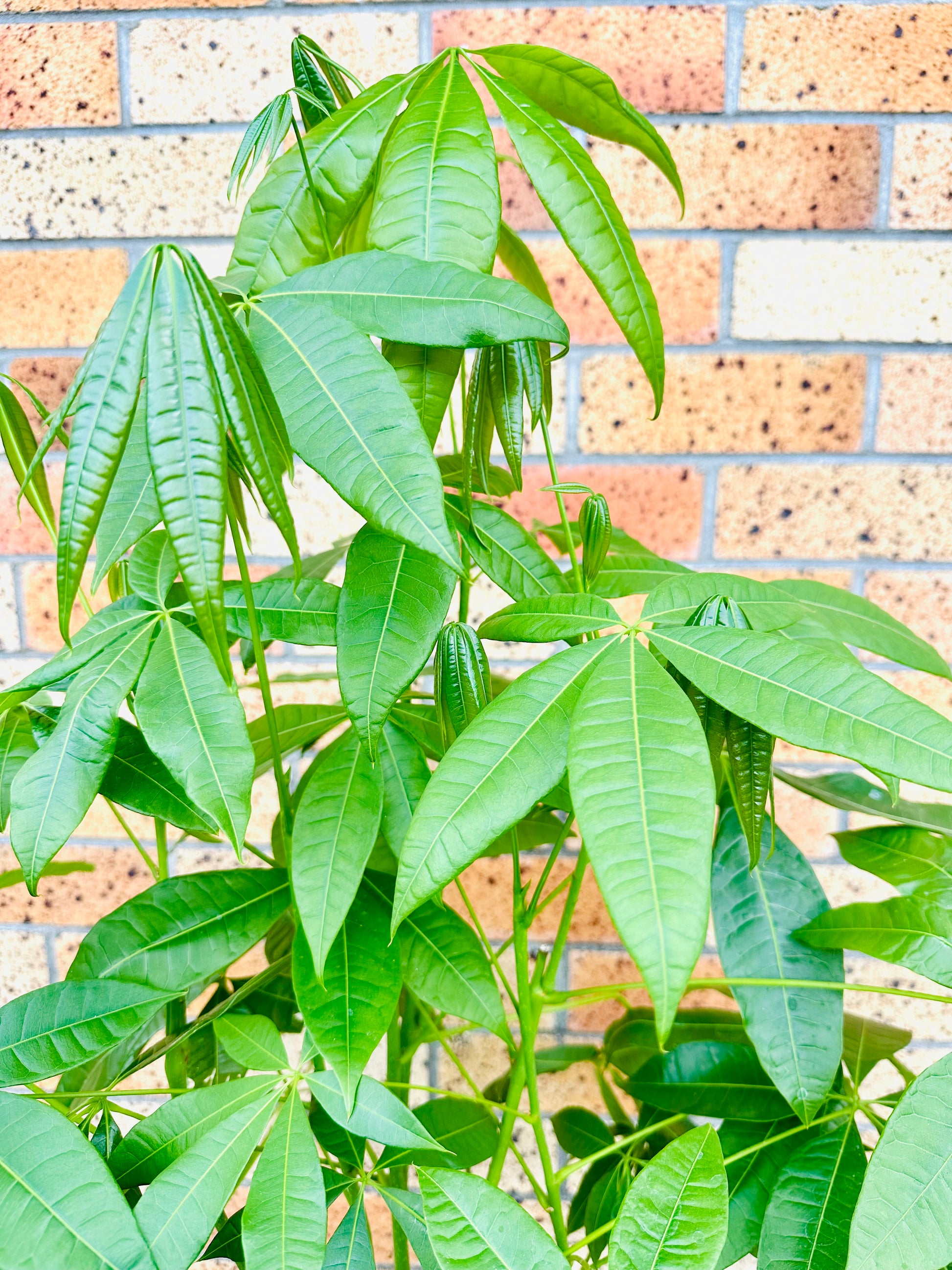 Pachira Braided (Money Tree) Medium 4.5L - Urban Lush NZ