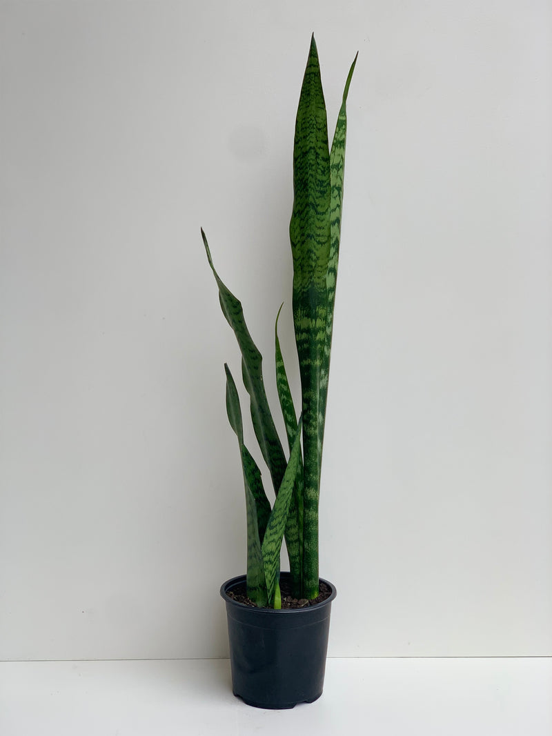 Sansevieria Black Coral 1.3L - 1.5L - Urban Lush NZ