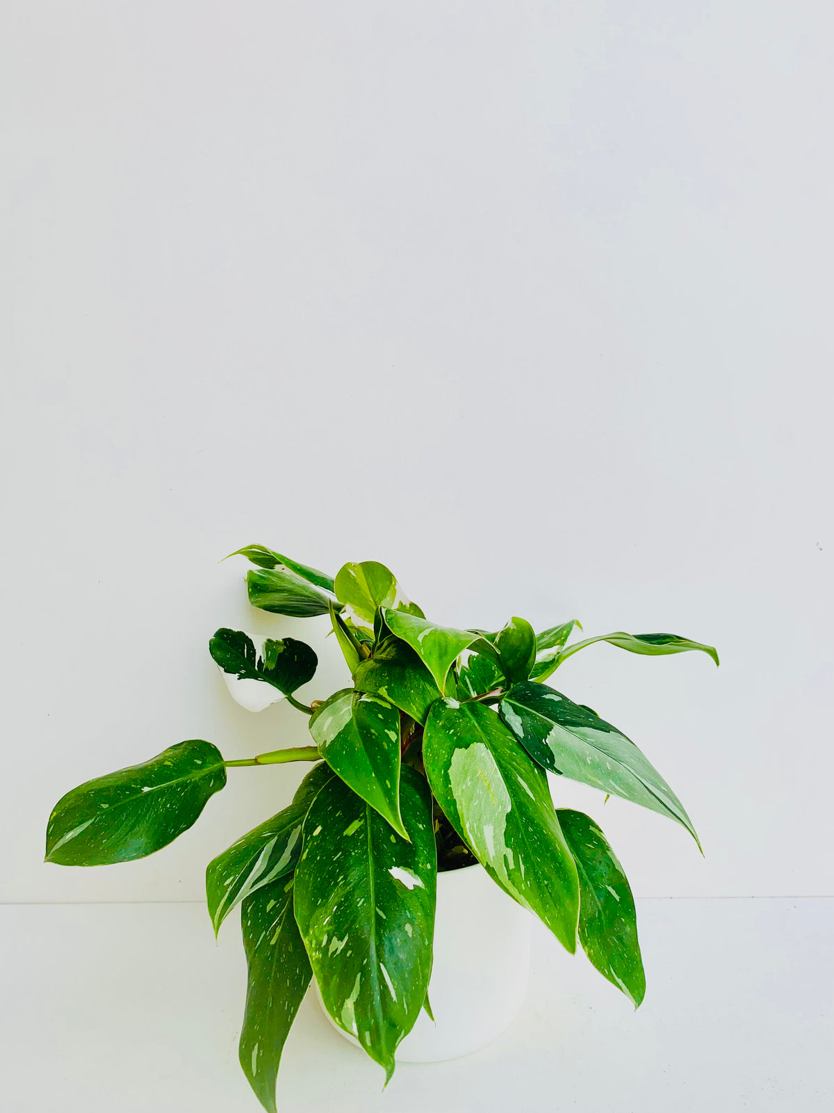 Philodendron White Knight 12cm - Urban Lush NZ