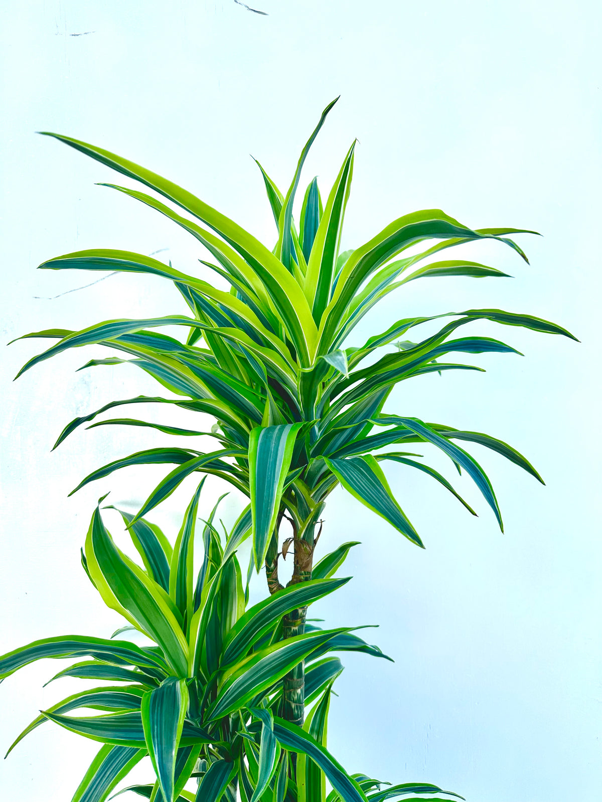 Dracaena Green Stripe Tripple Planted 4.5L