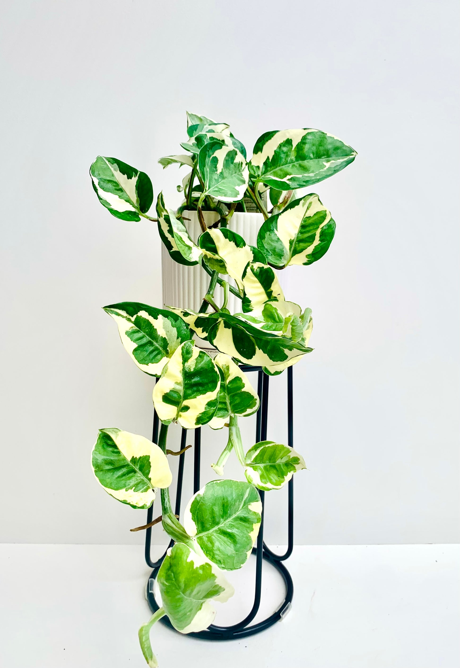 pothos nz Pothos N'Joy | Epipremnum Aureum N'Joy 12CM