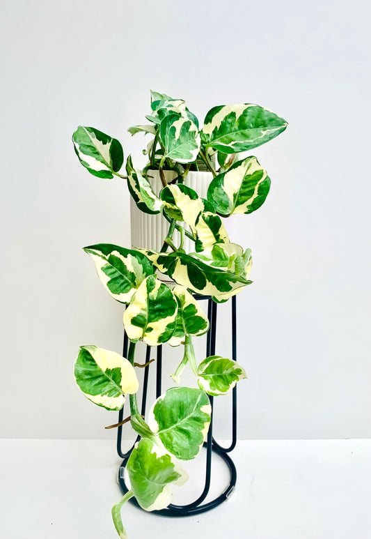 Epipremnum Aureum Pothos N’Joy 12CM - Urban Lush NZ