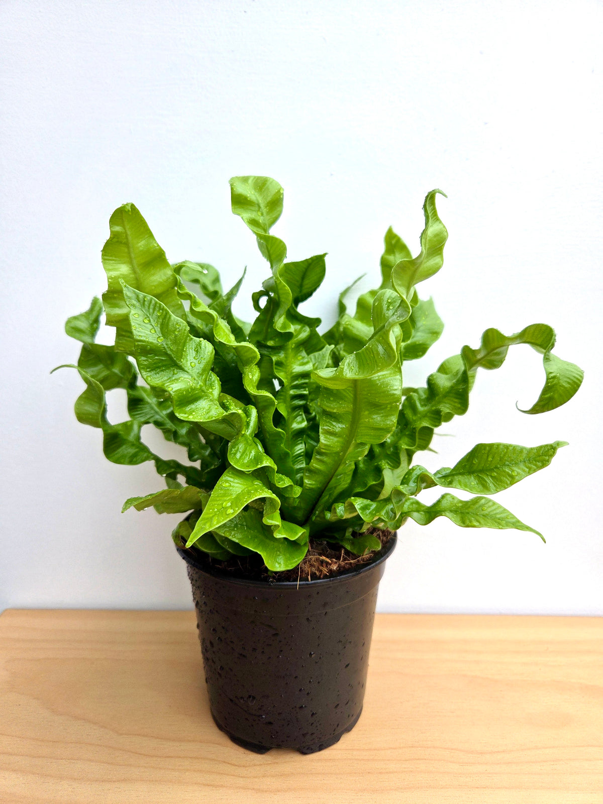 Asplenium Crispy Wave 12CM