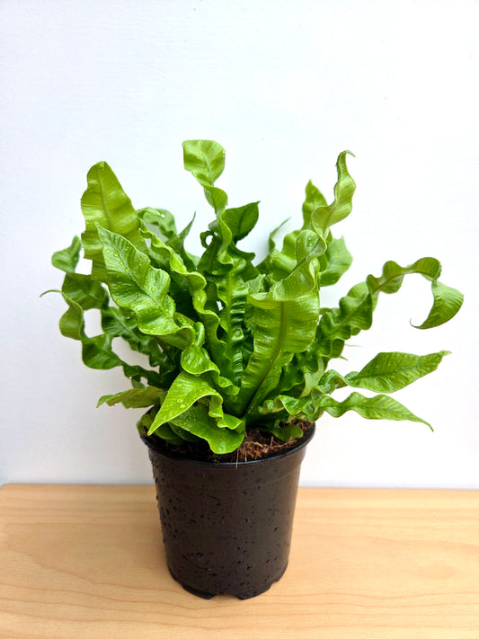 Asplenium Crispy Wave 12CM