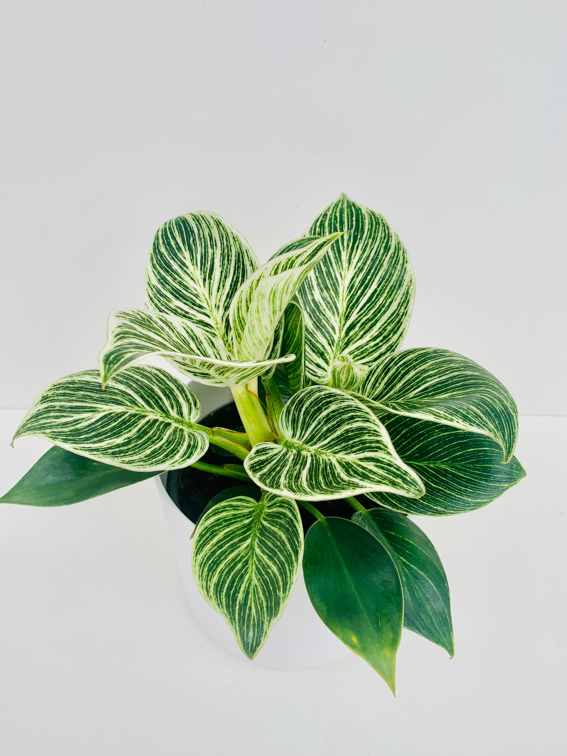 Philodendron Birkin 14cm - Urban Lush NZ