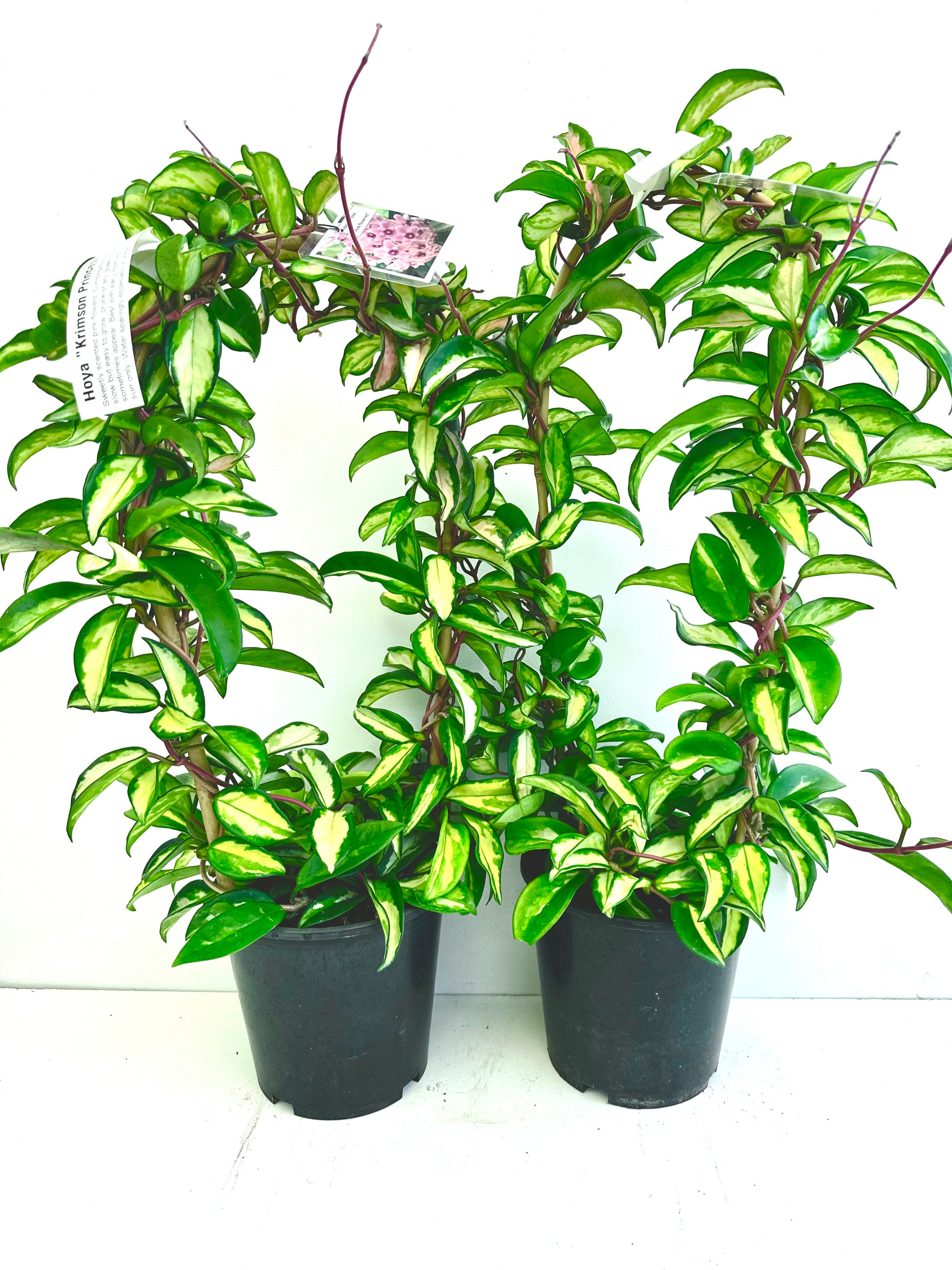 Hoya Krimson Princess In Hoop - Urban Lush NZ