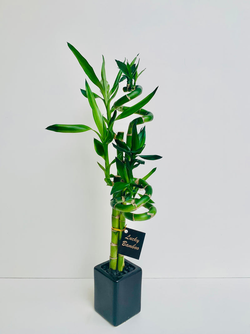 Lucky Bamboo Small - Urban Lush NZ