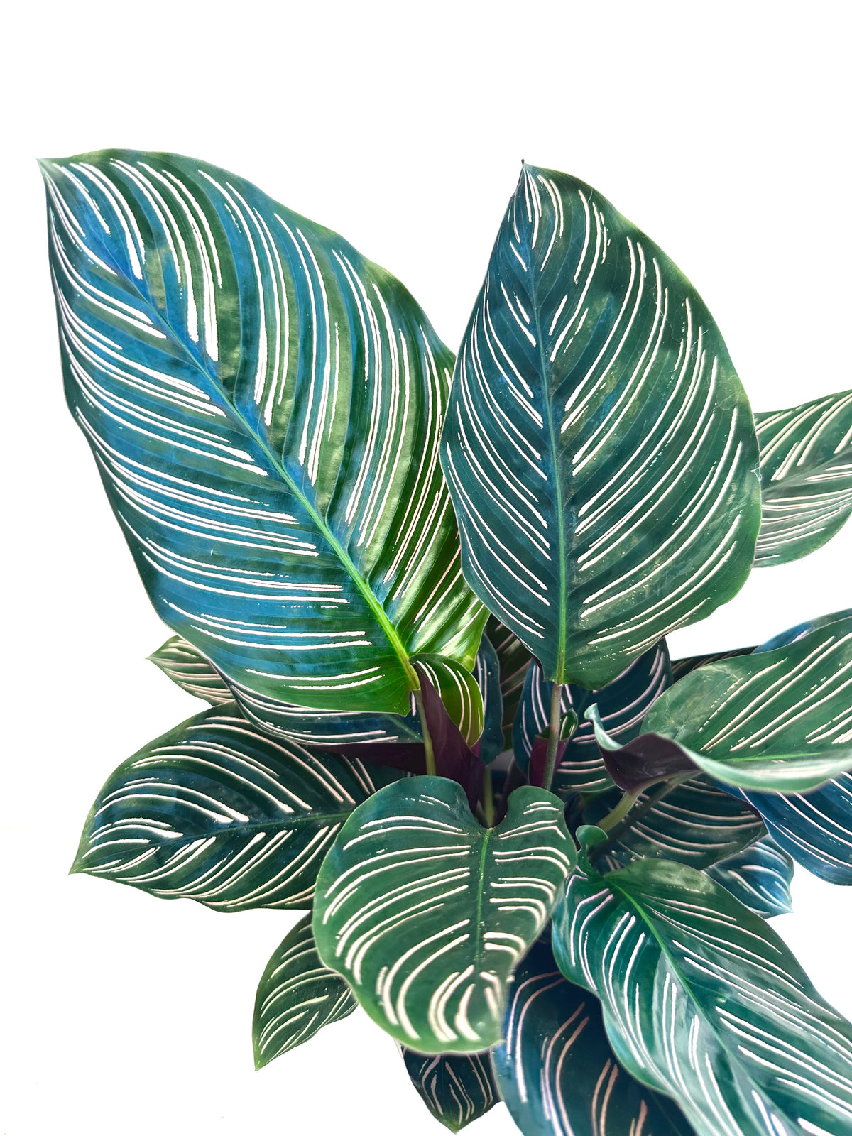 Calathea Ornata 14CM