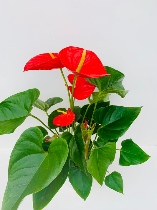 Anthurium Red Winner 15cm - Urban Lush NZ