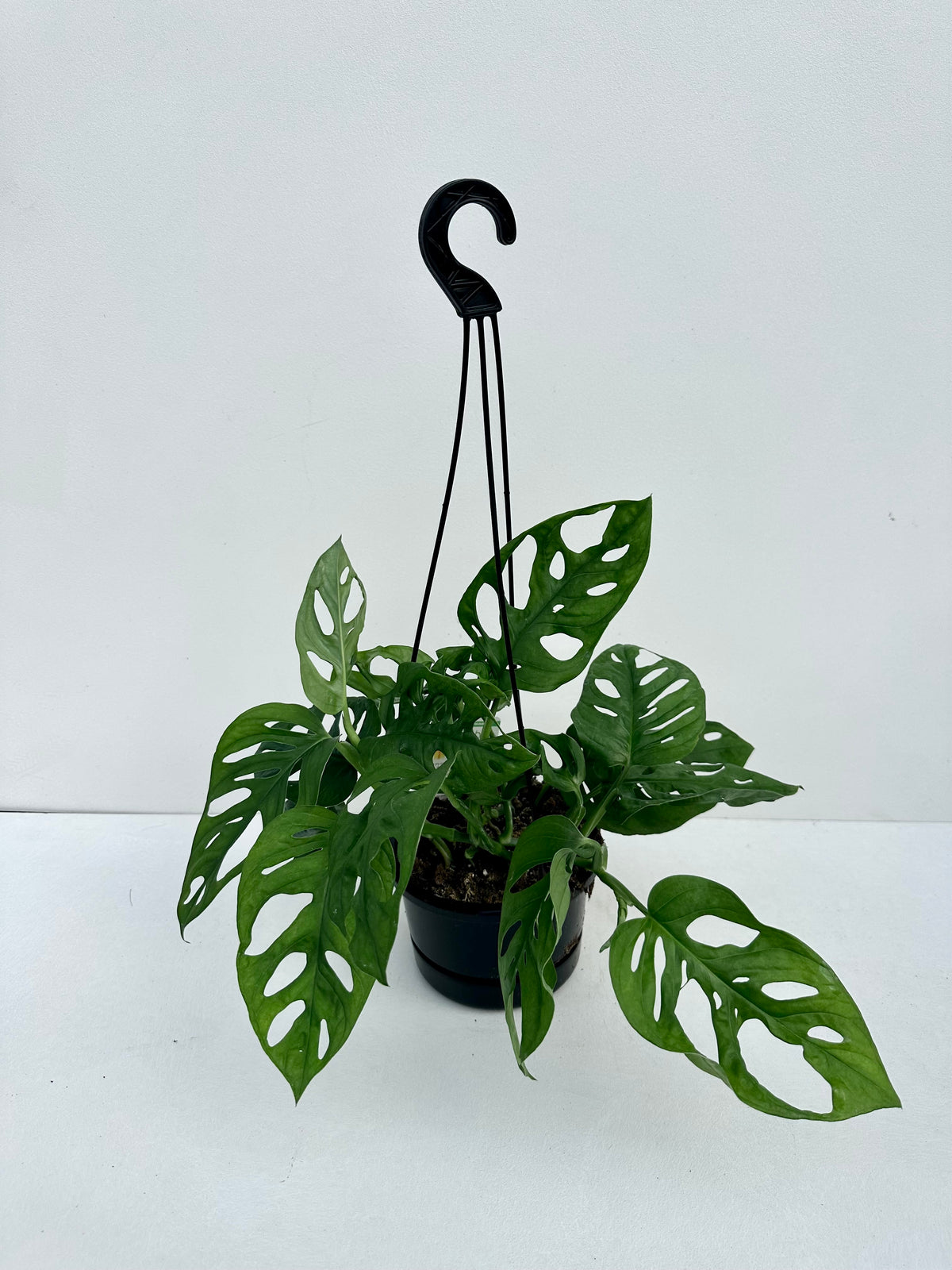 Monstera Monkey Mask 14cm - Urban Lush NZ