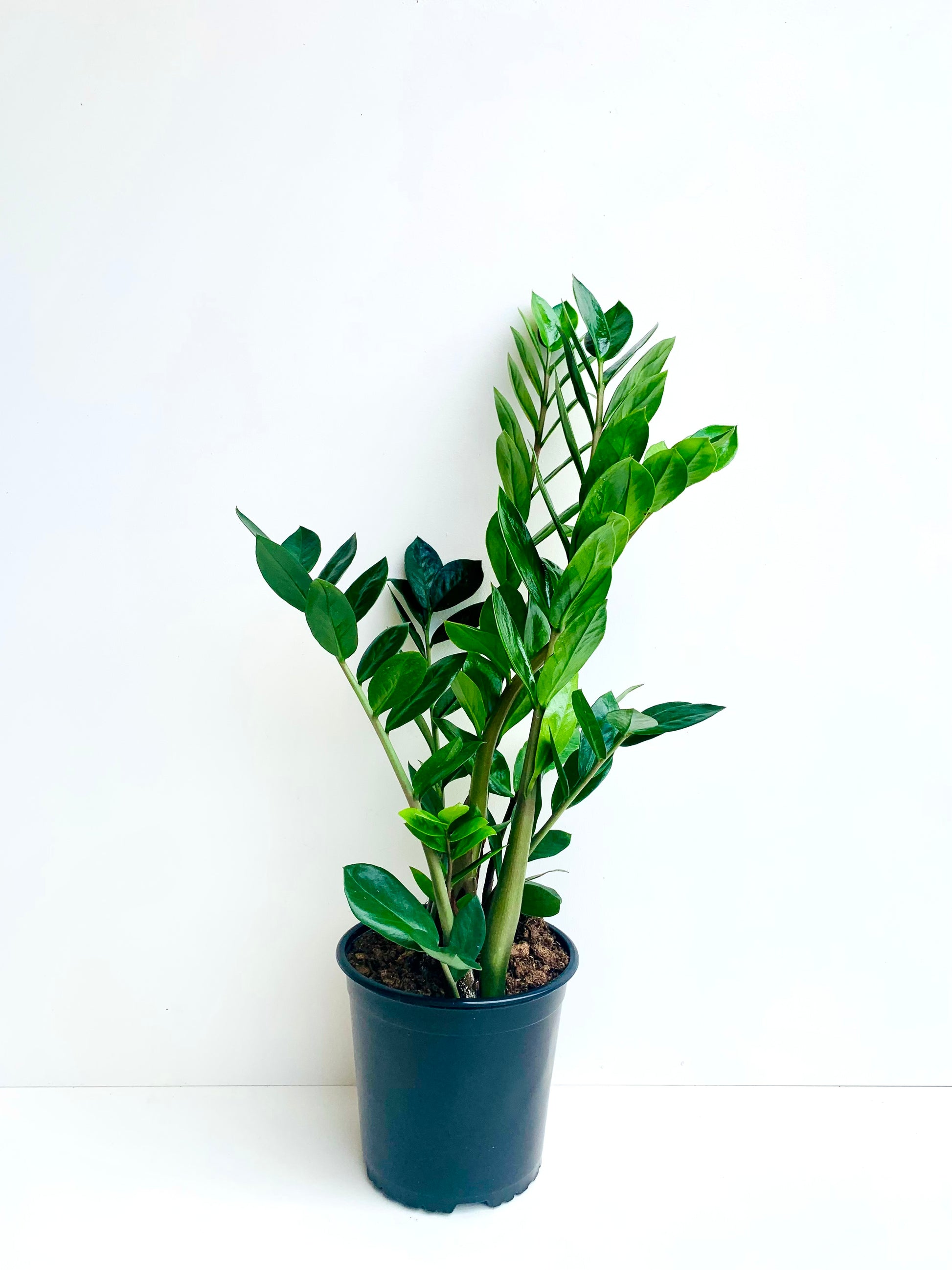 ZZ Plant - Zamioculcas Zamiifolia 18CM - Urban Lush NZ