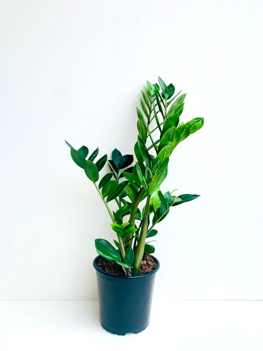 ZZ Plant - Zamioculcas Zamiifolia 18CM - Urban Lush NZ