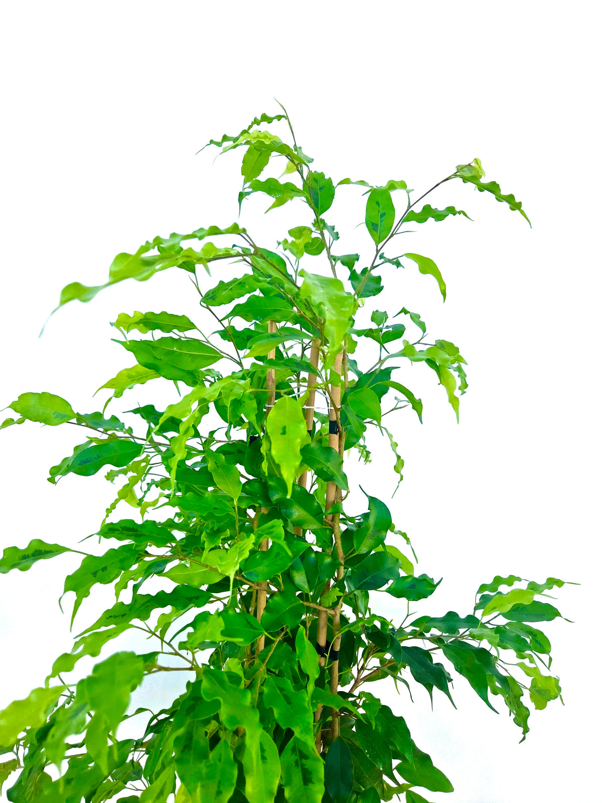 Ficus Golden Monique 25CM